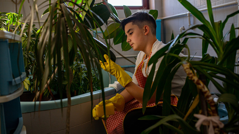 Person tending to humid plants