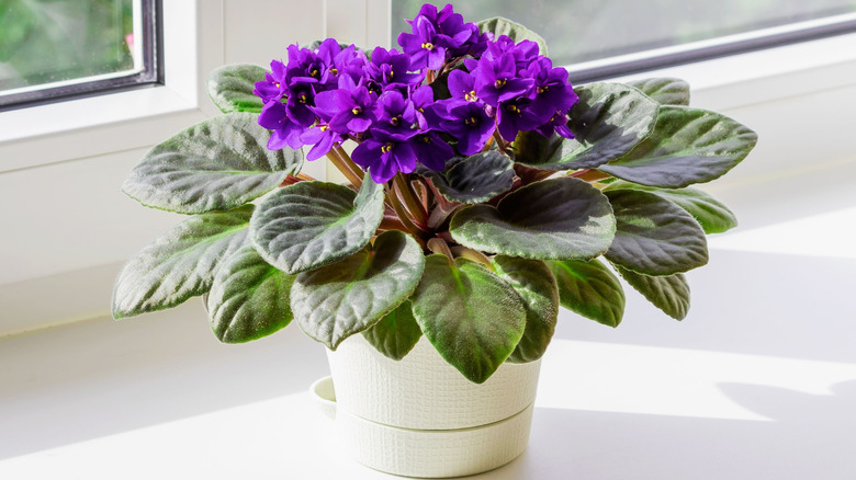 A blooming African violet plant beside a window