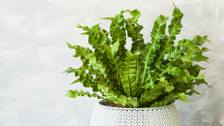 A close up shot of a potted Bird's nest fern