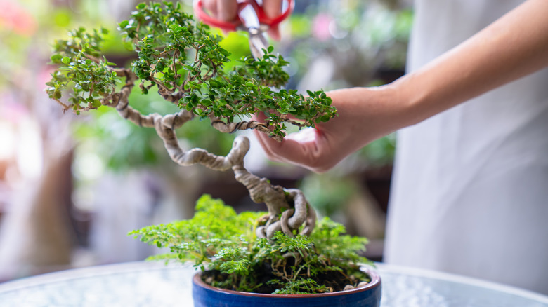 A person pruning their bonsai plant