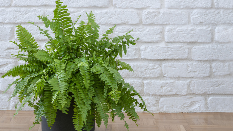 Potted Boston fern against a white brick wall