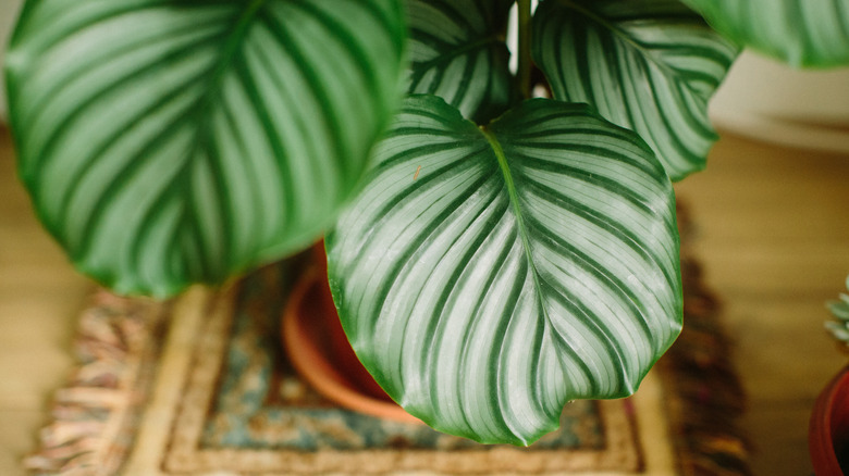A close up shot of the calathea plant's leaves