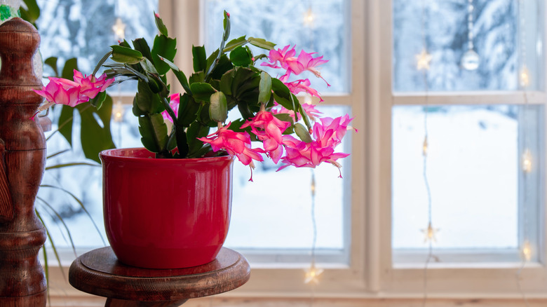 A Christmas cactus with pink blooms against a window