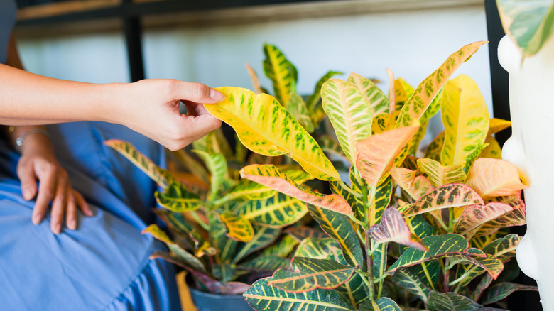 A woman in a blue skirt touching the leaves of a croton plant