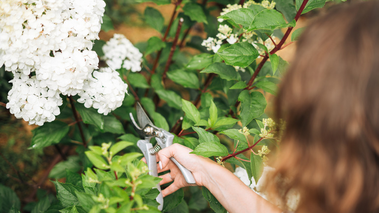 A woman pruning her florist hydrangeas