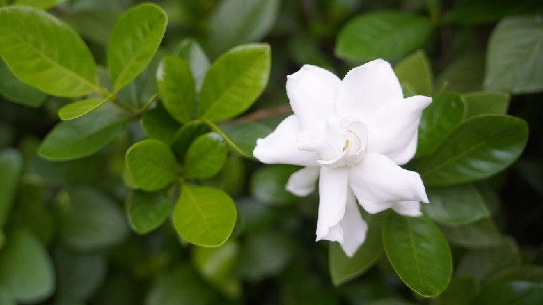 A blooming gardenia