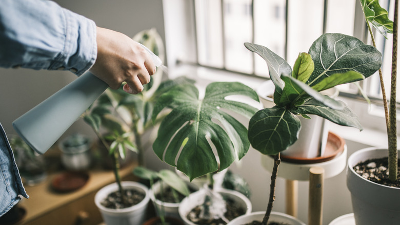 A person misting the leaves of their indoor plant