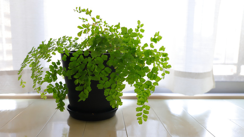 Potted Maidenhair fern against white curtains