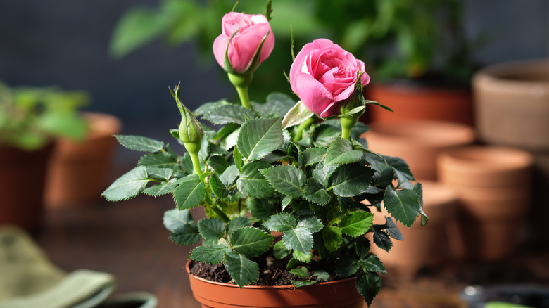 Pink miniature roses that are blooming