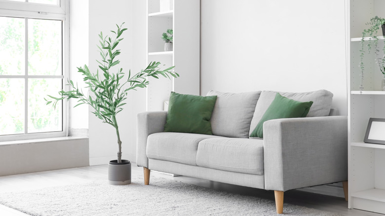 An olive tree beside a sofa