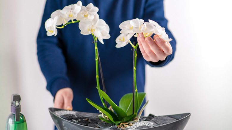 A person in a blue sweater touching an orchid