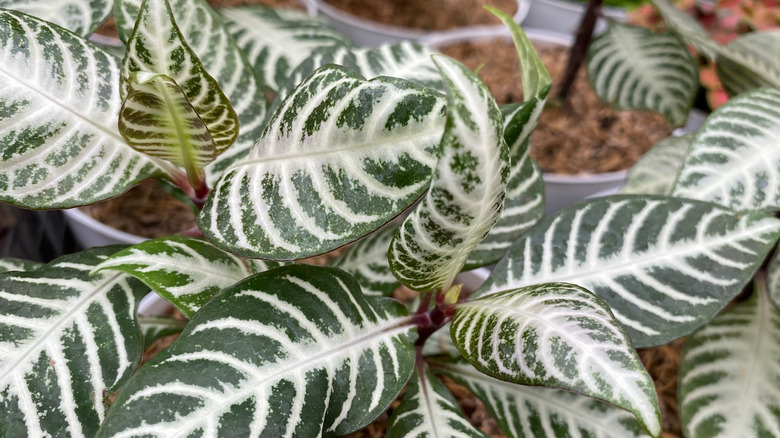 The zebra plant and its patterned leaves
