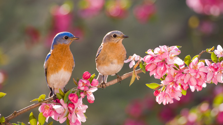 birds on pink floral tree 