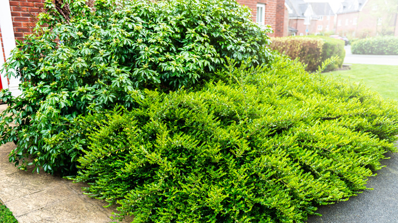 Overgrown bushes on front walkway