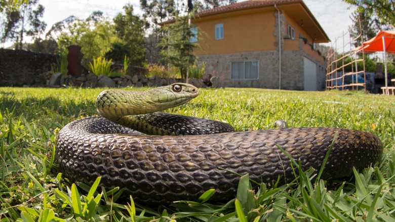 snake in backyard grass