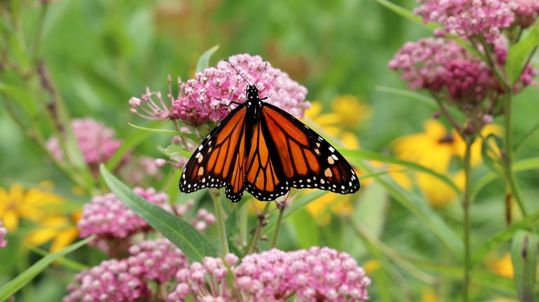 monarch butterfly on milkweed flower