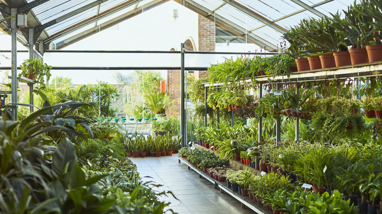 Many colorful garden center plants on display