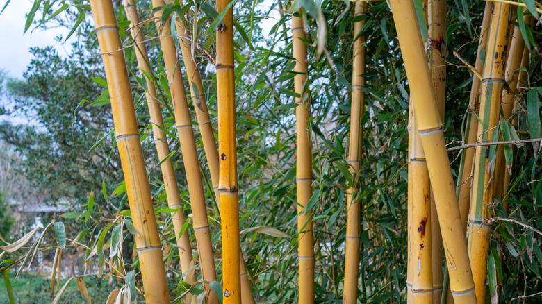 Group of invasive golden bamboo plants