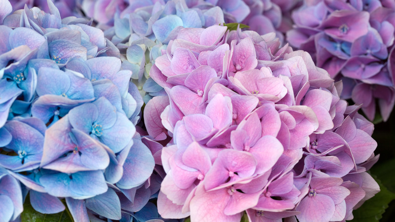hydrangeas turning pink