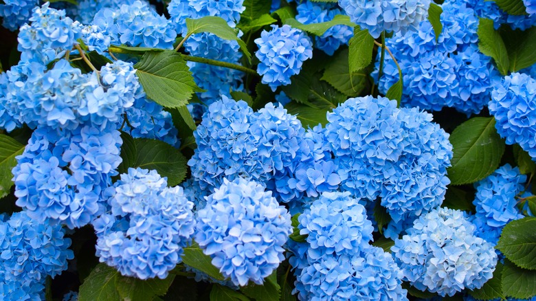 blue hydrangeas
