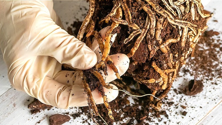 Removing fungal-infested soil from orchid