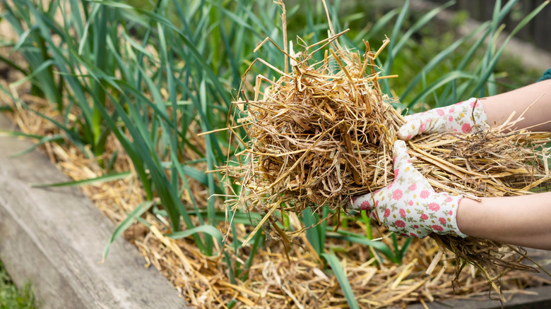 Hand mulching garden bed with dry straw