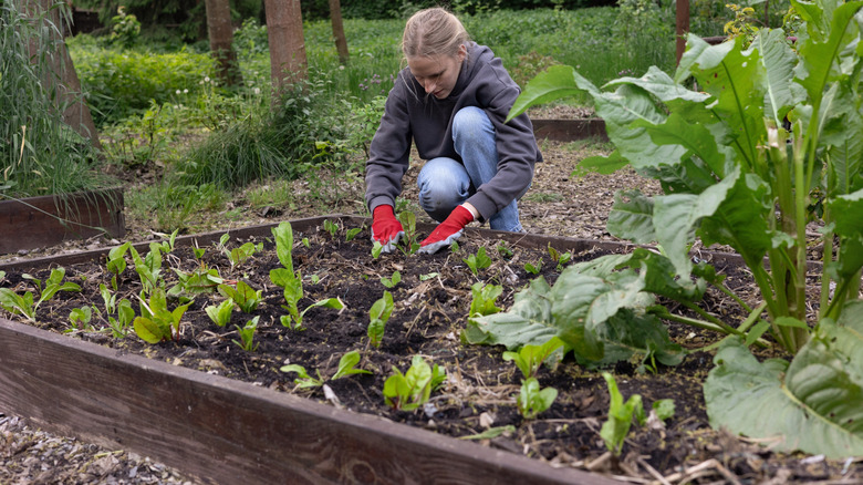 Woman planting seedlings in raised garden bed