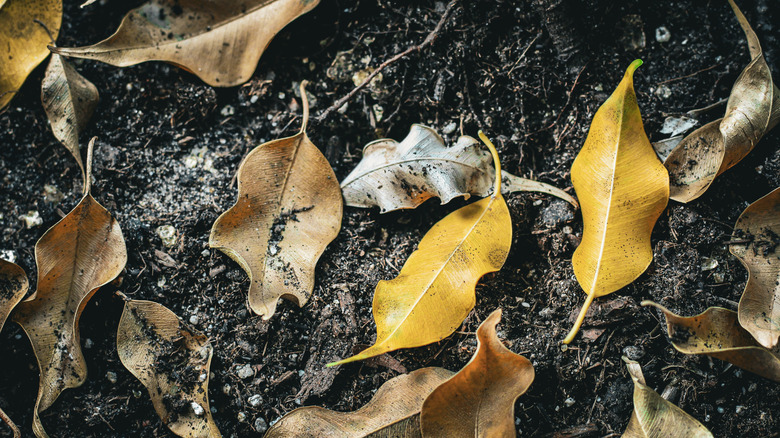 dead and decomposing leaf in a garden
