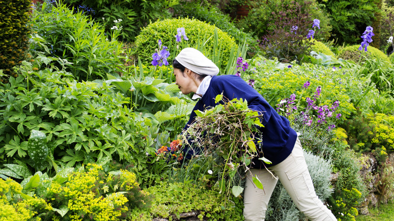 A gardener trying to remove weeds from a herbaceous border