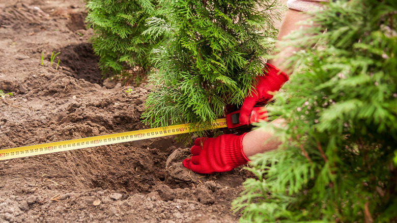 Gardener measuring the spacing between thuja trees