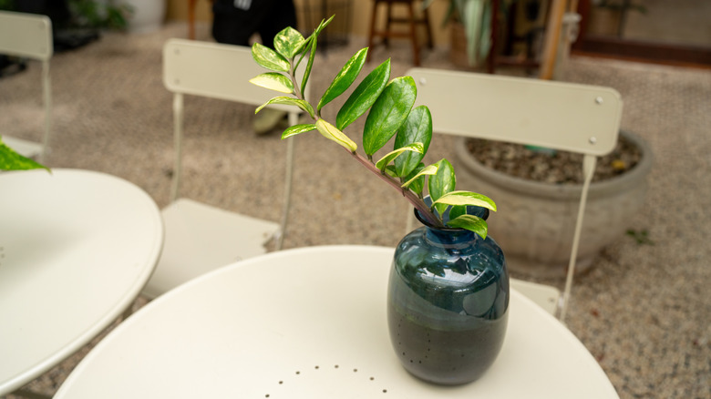 Variegated green and cream plant leaves in a dark glass vase on a white table