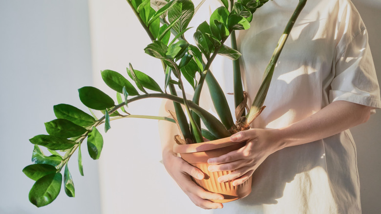 A person carrying a Zamioculcas zamiifolia plant