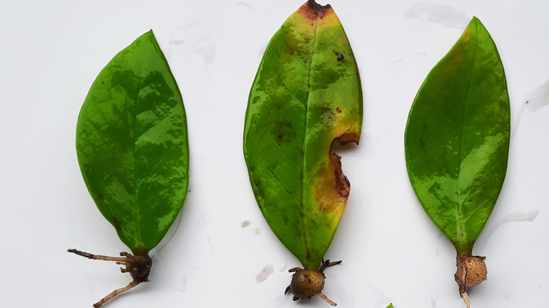 ZZ plant leaves in the process of growing roots
