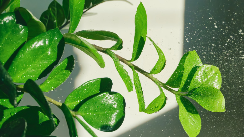 Green zz plant leaves are being sprayed with water droplets indoors