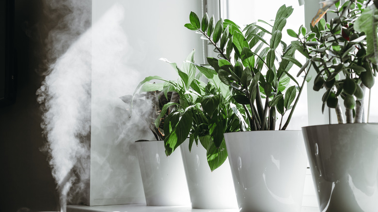 Dying Zamioculcas plant in a pot