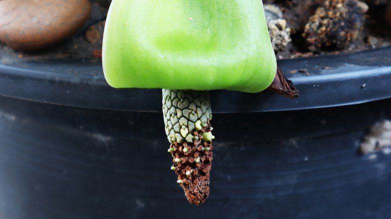 Detail of a ZZ plant spadix and spathe