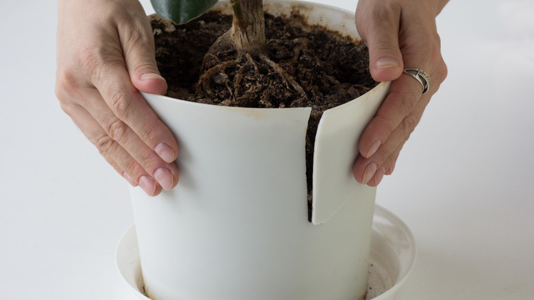 Hands holding cracked plastic pot