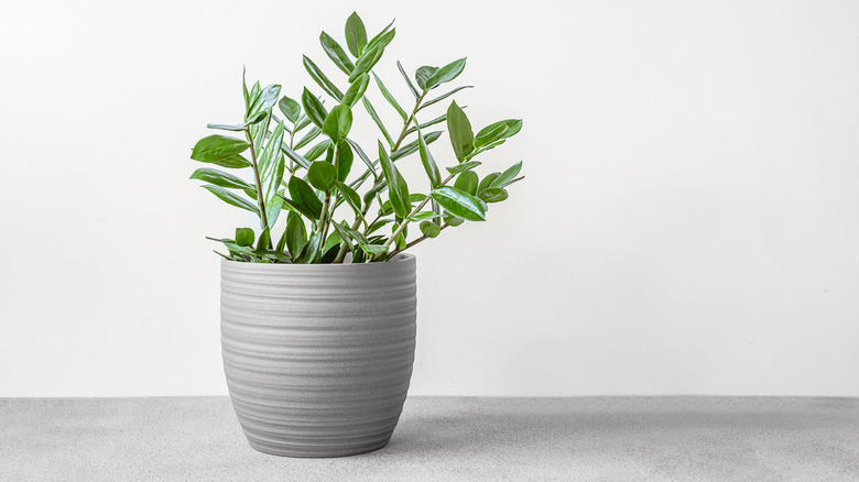 Zamioculcas, or zamiifolia zz plant in a gray ceramic pot on a gray table