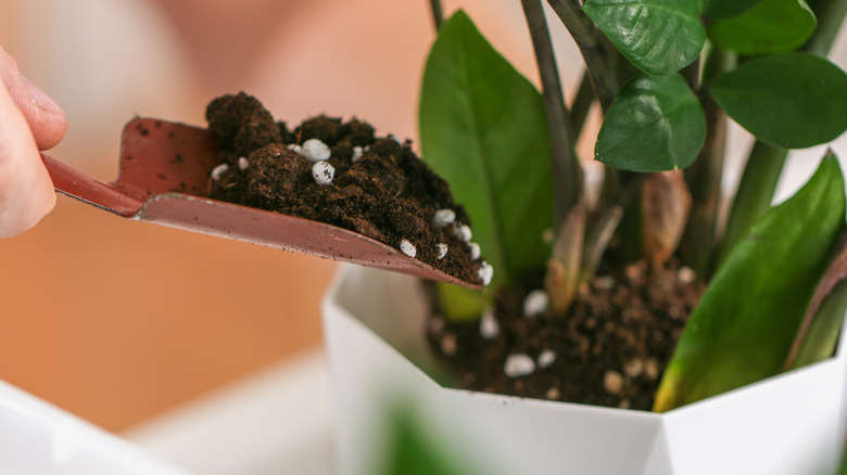 Transplanting zamiokulkas from a small pot to a large one