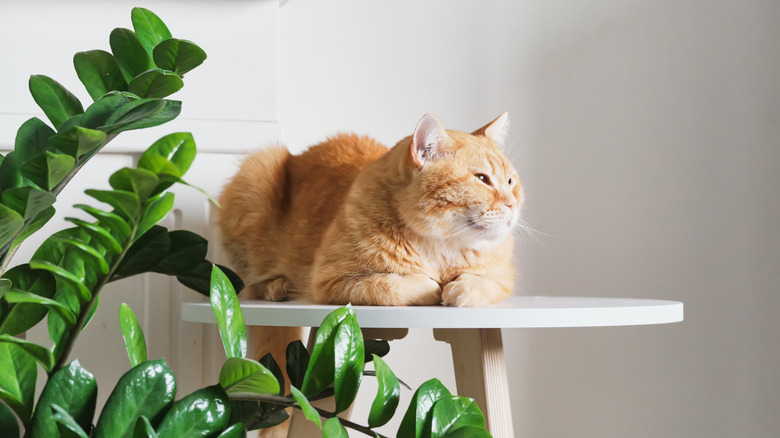Ginger tabby cat relaxing on white round table next to zz plant