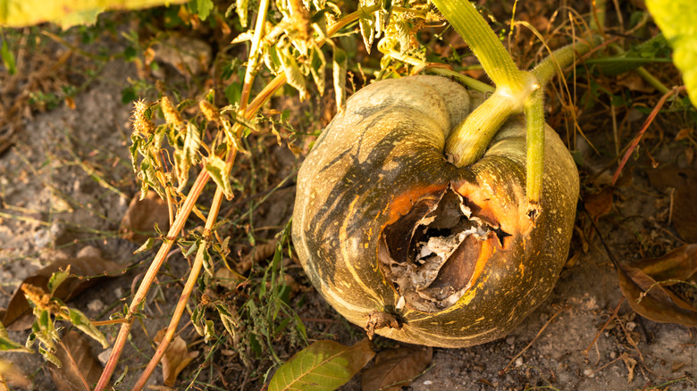 Rotting pumpkin on vine