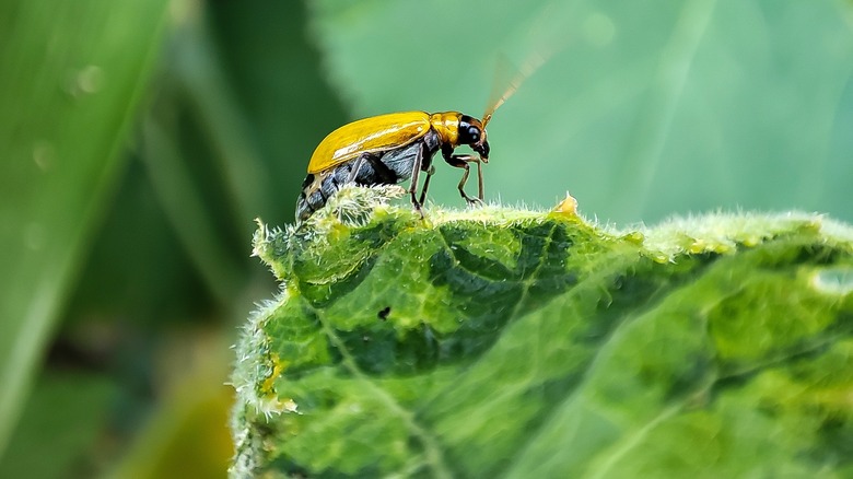 Closeup beetle on pumpkin leaf