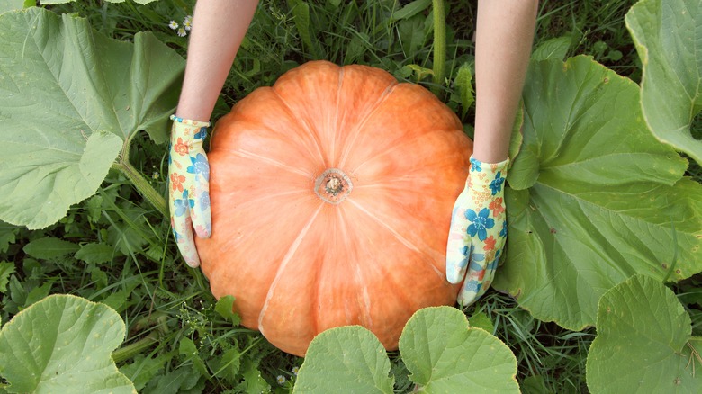 gardener's hands on pumpkin