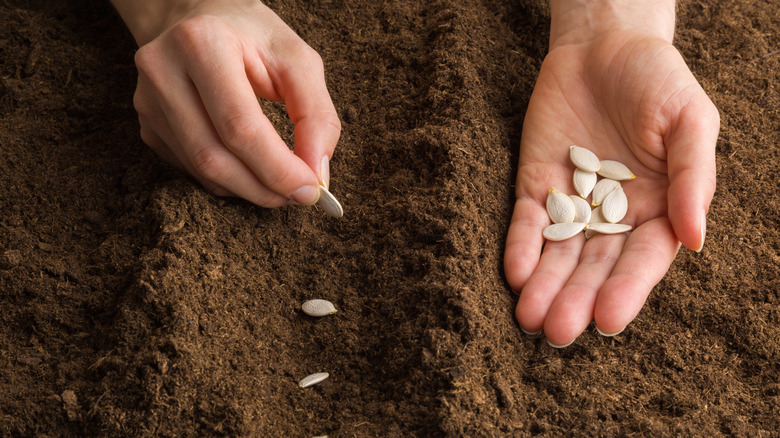 Pumpkin seeds in soil