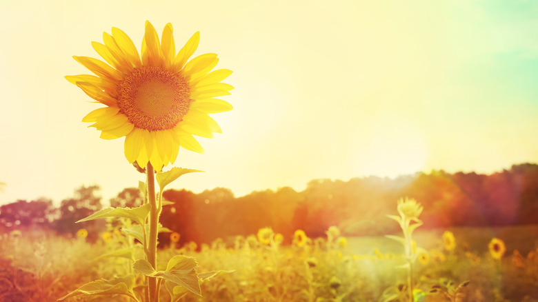 A sunflower leaning toward the sun 