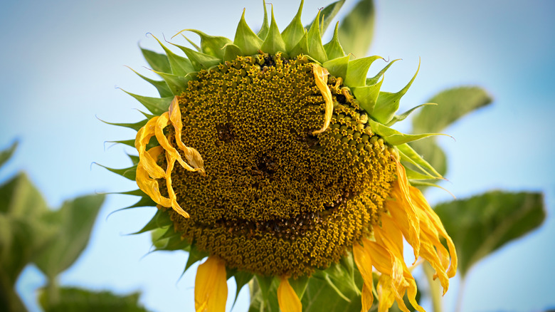 A wilting sunflower