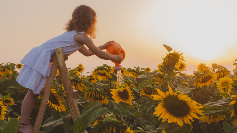 A child watering sunflowers 