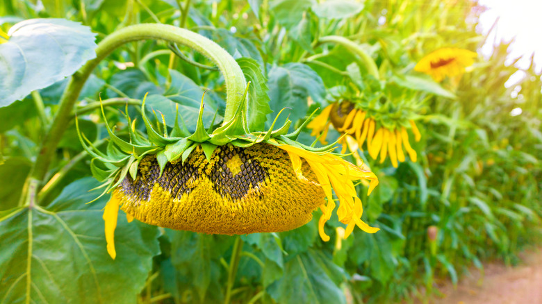 Sunflowers looking poorly 