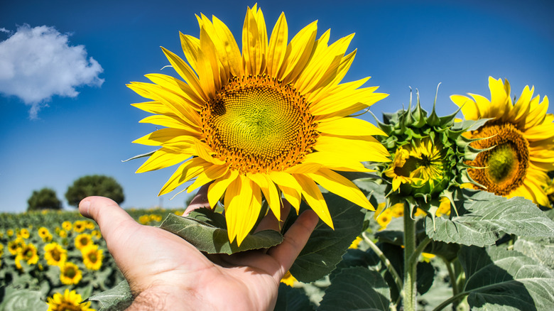 A man holding a sunflower 