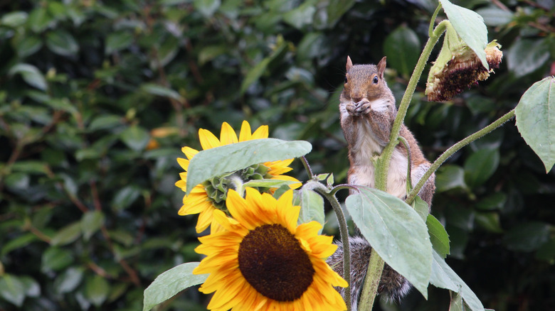 A squirrel eating sunflowers